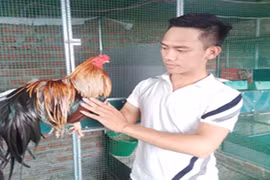 Chiêu lạ: Chải lông, vuốt đuôi cho gà kiểng thành triệu phú