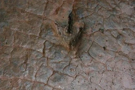 Lũ qua đi, vết tích cực lạ xuất hiện khiến ai cũng kinh ngạc