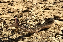 Cứu rắn khỏi chết, người nông dân nào ngờ bị "báo oán", trả giá đắt