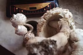 Ăn nấm lạ, người đàn ông thất kinh khi biết nấm tử thần