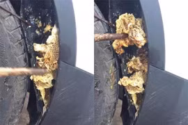 Xe mới mua đã có ong, người đàn ông kiểm tra phát hiện kinh hoàng.... 