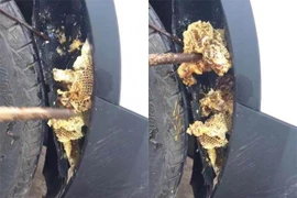 Xe mới mua đã có ong, người đàn ông kiểm tra phát hiện kinh hoàng.... 