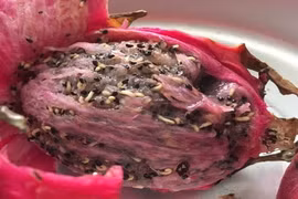 Kinh hãi quả thanh long trắng "lúc nhúc", thì ra sự thật lại kỳ diệu vậy