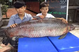 Trắm đen khổng lồ to hơn người: Huyền thoại "thủy quái" hồ Thác Bà