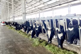 Vinamilk sản xuất sữa A2 đầu tiên tại Việt Nam 