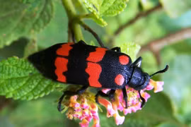 Bí ẩn tử thần ẩn trong loài sâu 'tăng cường sinh lý' cho quý ông