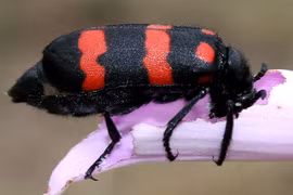 Ăn sâu ban miêu có tăng cường sinh lý hay rước họa vào thân 