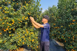 Thủ phủ quất Hà Nội than trời vì ế, chấp nhận hạ giá