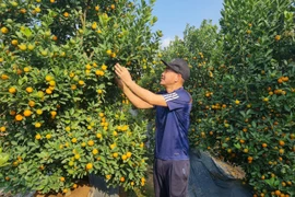 Thủ phủ quất Hà Nội than trời vì ế, chấp nhận hạ giá