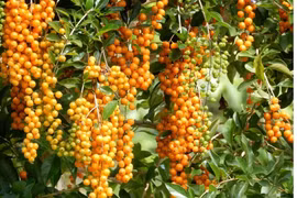 Tận mắt loài cây hút tài lộc, được phong “thần giữ của”