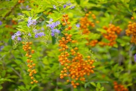 Loài cây này đều mang vẻ đẹp lộng lẫy, được phong là 'thần giữ của'