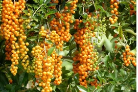 Tận mắt loài cây hút tài lộc, được phong “thần giữ của”