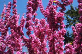 Trồng cây hạnh phúc giúp xoay chuyển phong thủy 