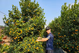 Quất Quảng Bá – nét Tết rất riêng của người Hà Nội