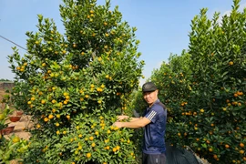 Quất Quảng Bá – nét Tết rất riêng của người Hà Nội