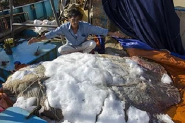 Tóm gọn cá kỳ lạ, có hình thù kỳ quái nặng 600 kg