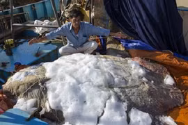 Tóm gọn cá kỳ lạ, có hình thù kỳ quái nặng 600 kg