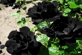 Kinh ngạc loài hoa hồng đen huyền bí “độc nhất vô nhị“