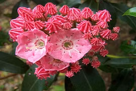 Kinh hãi loài hoa quen thuộc, chứa chất độc chết người