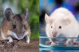 Sự thật khó tin: Đôi chuột thí nghiệm đắt ngang xe hơi tiền tỉ