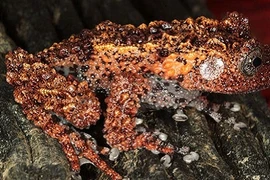 Những sinh vật kỳ quái nhất trong những loài lưỡng cư Việt Nam