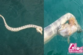 Thả câu thấy cá lớn, run rẩy phát hiện sự thật kinh dị 