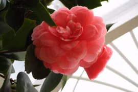 Top 10 loài hoa đẹp và hiếm nhất trên thế giới