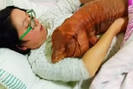 Cặp đôi ăn, ngủ cùng thằn lằn khổng lồ "máu lạnh" gây sốt