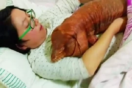 Cặp đôi ăn, ngủ cùng thằn lằn khổng lồ "máu lạnh" gây sốt