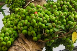 Loại quả thôn quê rẻ bèo nhưng ngừa ung thư, phòng cao huyết áp