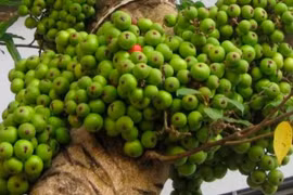 Loại quả thôn quê rẻ bèo nhưng ngừa ung thư, phòng cao huyết áp