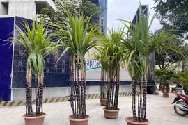 Mía tím chơi Tết giá hàng triệu đồng hút khách Hà thành