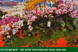 Lan hồ điệp gỗ lũa trăm triệu đồng phục vụ đại gia chơi Tết