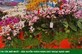 Lan hồ điệp gỗ lũa trăm triệu đồng phục vụ đại gia chơi Tết