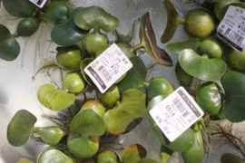 Loại cây dại mọc dưới nước vứt bỏ lại là thứ siêu đắt, hiếm