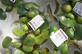 Loại cây dại mọc dưới nước vứt bỏ lại là thứ siêu đắt, hiếm