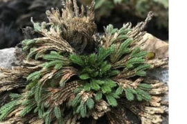 Cỏ hoàn hồn mọc kẽ đá, phơi khô bán thu tiền đếm mỏi tay