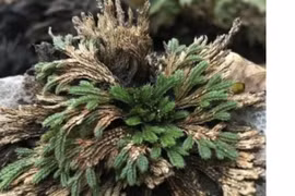 Cỏ hoàn hồn mọc kẽ đá, phơi khô bán thu tiền đếm mỏi tay