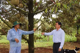 Một nông dân Bà Rịa-Vũng Tàu làm trà túi lọc, đông trùng hạ thảo bán thu về 2 tỷ/năm