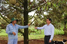 Một nông dân Bà Rịa-Vũng Tàu làm trà túi lọc, đông trùng hạ thảo bán thu về 2 tỷ/năm