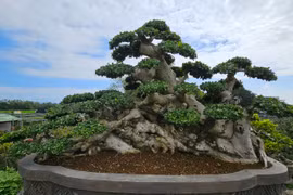 Cận cảnh cụ duối trăm tuổi khiến đại gia mê mẩn ở Bình Định