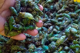 Độc đáo nghề săn nhộng ve sầu mùa hè giá 500.000 đồng/kg 