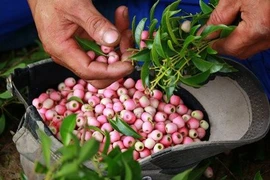 Kiếm bộn tiền từ việc vào rừng hái “lộc trời”