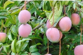 Xoài Úc ngọt lịm 50.000/kg trồng ở Việt Nam thế nào?