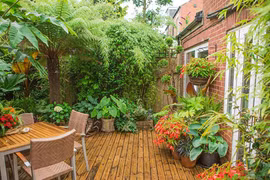 Ông lão 20 năm biến vườn nhà thành rừng nhiệt đới gây choáng