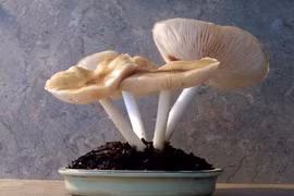 Lạ mắt những chậu nấm bonsai tuyệt đẹp 