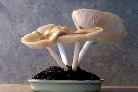 Lạ mắt những chậu nấm bonsai tuyệt đẹp 