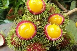 Chôm chôm ruột vàng đang hot có gì đặc biệt?