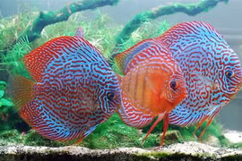 Loạt cá cảnh siêu đắt đỏ vẫn hút dân chơi Việt