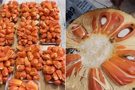 Siêu độc: mít ruột đỏ kỳ lạ khiến chị em “phát cuồng“